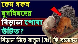 কেন সকল মুসলিমদের বিড়াল পোষা উচিত বিড়াল নিয়ে রাসুল সঃ কি বলেছেন  Alorpoth [upl. by Agemo239]