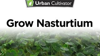 How to Grow Nasturtium Indoors  Urban Cultivator [upl. by Riess]