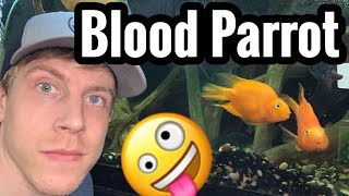 Blood Parrot Cichlid Tanks are Awesome [upl. by Ennazus]