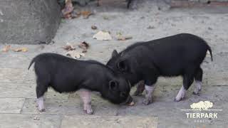 Nachwuchs bei den Hängebauchschweine im Tierpark Berlin  Young potbellied pigs [upl. by Eidnarb]