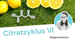 Citratzyklus  Schritt 6 von 6 Regeneration von Oxalacetat [upl. by Traweek]