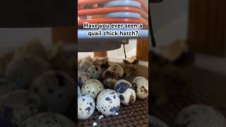 Have you ever seen a quail chick hatch [upl. by Aliakim]