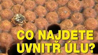 Co najdete uvnitř úlu [upl. by Nomae794]