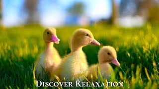 Peaceful Farm Ambience with Farm Animals and Relaxing Music Acoustic Guitar Instrumental Music [upl. by Novj186]