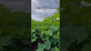 Cotton Status  Sheti Jugad farming farmer shetijugad [upl. by Joy696]