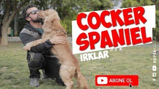 Köpek Irkları  Cocker Spaniel [upl. by Nickolaus808]