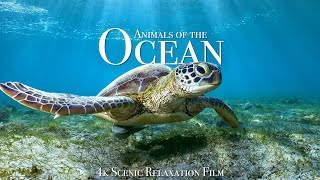 Animals of the Ocean 4K  Scenic Wildlife Film With Calming Music [upl. by Boni610]