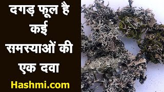 दगड फूल Stone Flower एक चमत्कारी औषधि  Benefits of Stone flower [upl. by Ardnohs912]