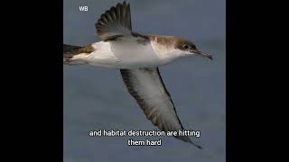 Yelkouan Shearwater The Vulnerable Seabird of the Mediterranean [upl. by Bouley]