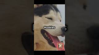 The Most Beautiful Husky Breeds BeautifulDogs HuskyNation ILoveMyHusky WolfDogs HuskyFeatures [upl. by Ifen]