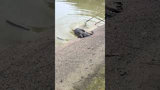 Crocodile training 😁 trending satisfafying funnyanimal viralvideo crocodile fyp [upl. by Sirkin]