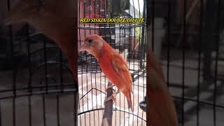 Suara Burung RED Siskin DiluteDouble Dilute amp Black Hooded Siskin Gacor [upl. by Alfie]