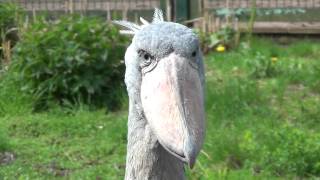 shoebill [upl. by Maitilde322]