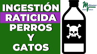 PERRO INTOXICADO PERRO ENVENENADO POR RATICIDACÓMO SOSPECHARSÍNTOMAS [upl. by Ekusuy]