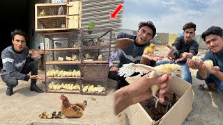 New Cute Baby Chicks Buy Kr Liya ❤️ [upl. by Pietje]