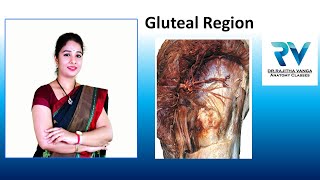 Gluteal Region Demonstration on Cadaveric Images by Dr Rajitha Vanga [upl. by Azal973]