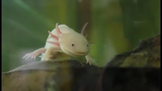 Axolotl [upl. by Hoyt]