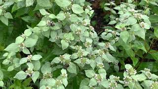 Mountain Mint Plant Profile [upl. by Merta]