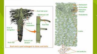 Root pressure 1 [upl. by Alor]