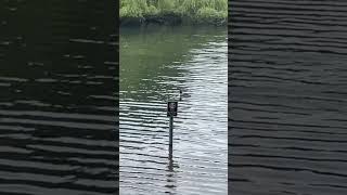 Great crested grebes are elusive birds [upl. by Acirne746]