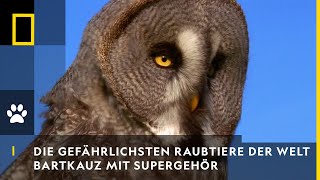 DIE GEFÄHRLICHSTEN RAUBTIERE DER WELT  Bartkauz mit Supergehör  National Geographic [upl. by Niamart]