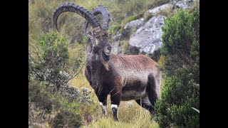 ሰሜን ብሔራዊ ፓርክ  Semien National Park Ethiopia [upl. by Oriana]