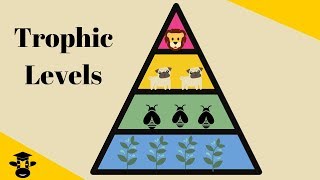 Trophic Level Pyramid [upl. by Normac]