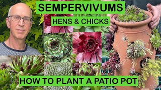 SEMPERVIVUMS – HENS amp CHICKS How to plant a pot with Hardy Succulents stepbystep [upl. by Burkitt]