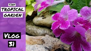 Vlog 31  Tiny Tropical Garden UK [upl. by Ainavi80]