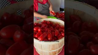 My Nonna’s Three Sauce Making Tips 🍅👌🏼garden howto food recipe cooking homemade italian [upl. by Iaj]