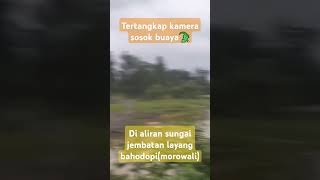 Tertangkap kamera sosok buaya🐊 [upl. by Gustie393]