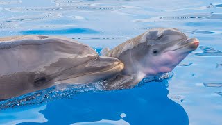 Two Dolphin Babies Born at SeaWorld San Diego [upl. by Yawnoc650]