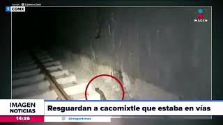 Resguardan a cacomixtle que caminaba por las vías de la L1 del Metro CDMX  Crystal Mendivil [upl. by Dahcir712]