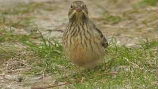 Ortolan Bunting [upl. by Ahsonek]