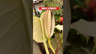 Variegated Monstera Albo Finally Flowered 🌸 [upl. by Doownel810]