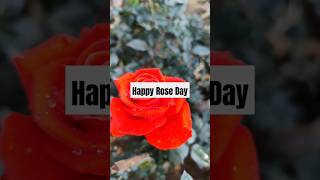 Happy rose day Rose Flowervalentine day [upl. by Yatnoed848]