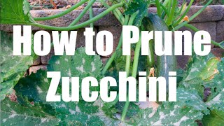 How To Prune a Zucchini Squash Plant [upl. by Purpura]