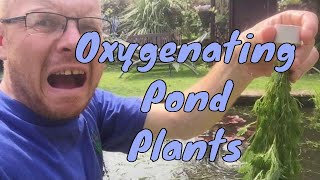 Oxygenating Pond Plants  Plants for Small Ponds [upl. by Imaj]