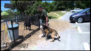 Using Dog Parks to Proof Obedience with Michael Ellis [upl. by Euridice]