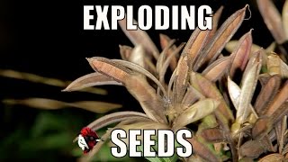 Exploding seed pods  Biodiversity Shorts 7 [upl. by Attener]