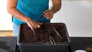 Planting amp Propagating Horsetail Included With Alternatives To Dentists [upl. by Gery]