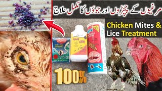 chicken mites and lice treatment  murge ki juon ka ilaaj  Aseel Treatment  HC Birds Information [upl. by Nanis]