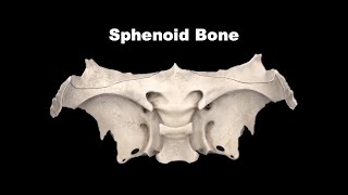 Osteology of Head amp Neck  Sphenoid Bone Anatomy mbbs bds education [upl. by Ahsin803]