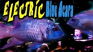 Electric Blue Acara How To Care Guide Inside to Out [upl. by Ydollem907]