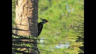 Sound of a Pileated Woodpecker [upl. by Erlina]