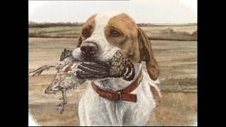 The Pointer  Pet Dog Documentary English [upl. by Finbur]