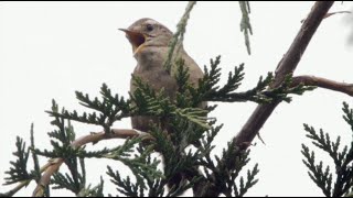 Wren bird song [upl. by Dichy786]