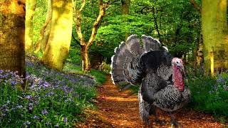 Turkey Gobble Sounds with Singing Birds Ambience 1 HOUR [upl. by Merridie]