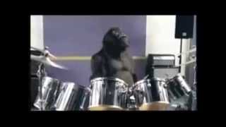 LB Gorilla  Cadbury Gorilla Advert HD [upl. by Veats]