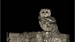 Tapages nocturnes HD François Breau [upl. by Harim]